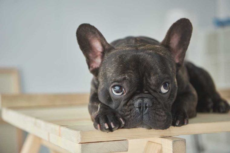  WNA ”Kentucky town chooses French bulldog to be its next leader” 